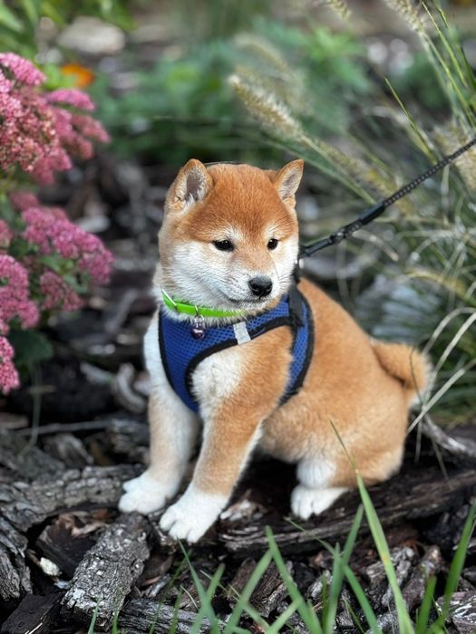 Shiba Inu SHIORI