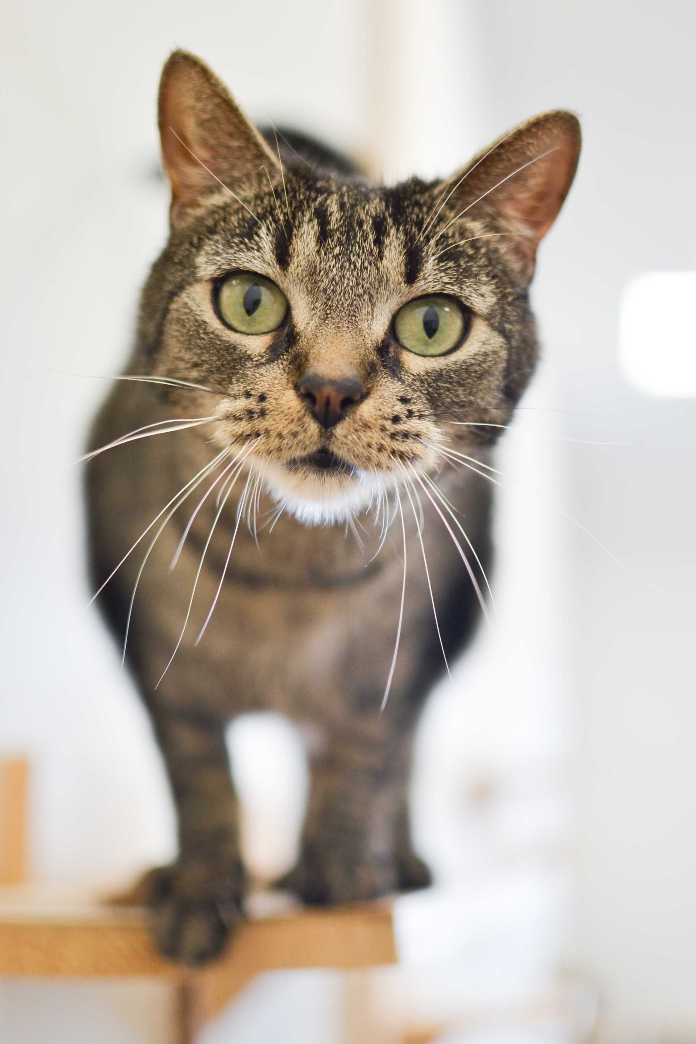 Lena - niezwykle przyjazna i łagodna kotka do adopcji!