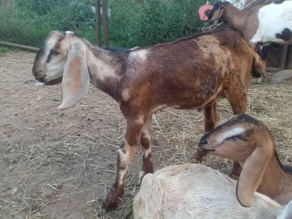 Козлики англо-нубийские