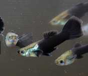 Guppys Velvet Tuxedo Negro