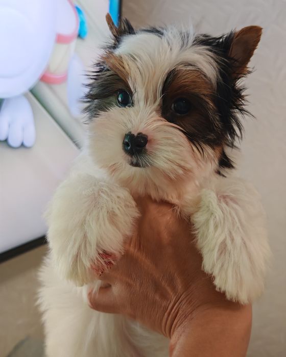 Хлопчик Бівер йорк Стенли.