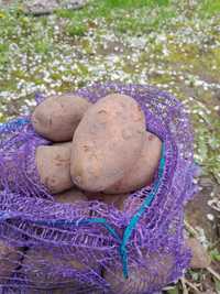 Насіннева картопля Слов’янка