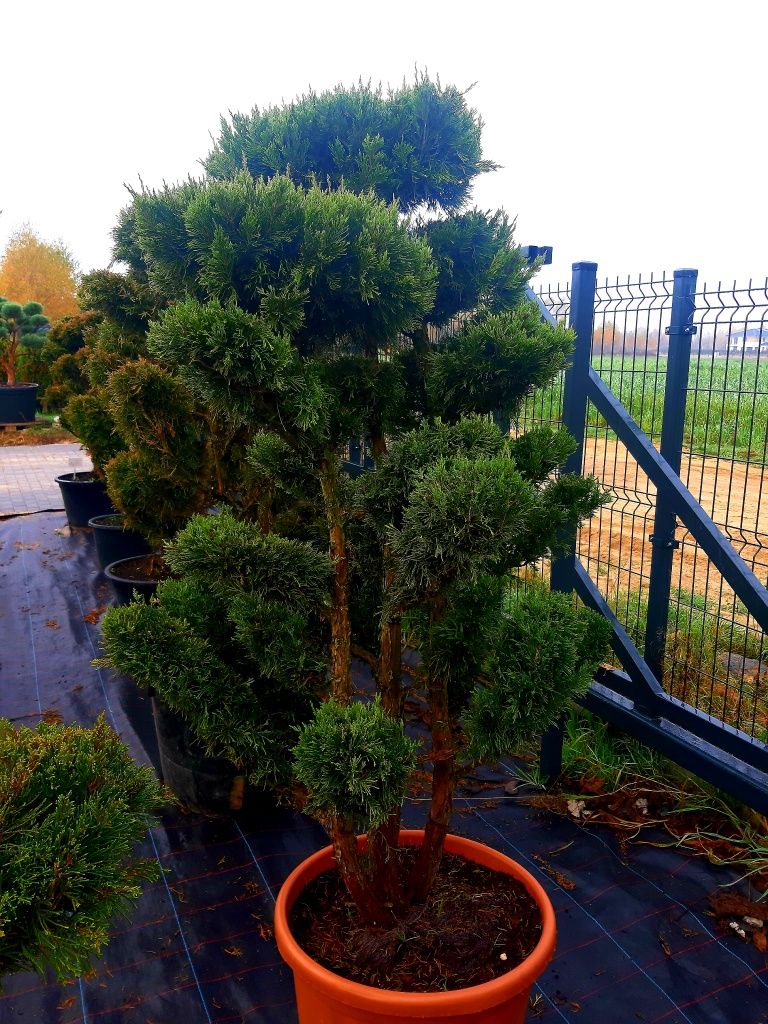 Jałowiec Bonsai Niwaki 140-200cm! Sosna klon szmaragd laurowiśnia!