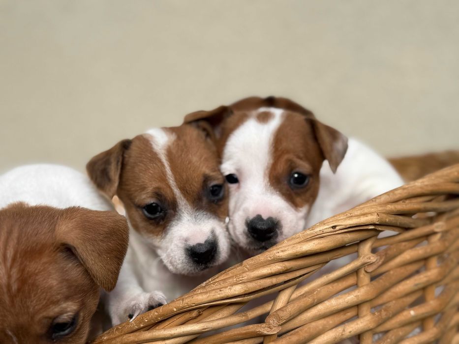 Jack Russell Terrier # SMARTIE JACKS# śliczna suczka PURE female Jack