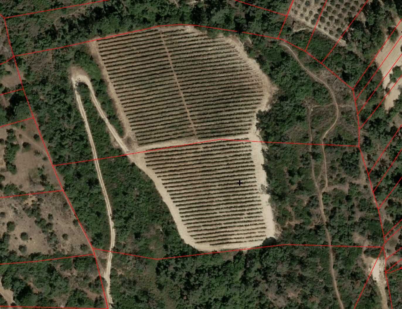 Vinha – Produção Ativa em Torres Novas (Ribatejo)