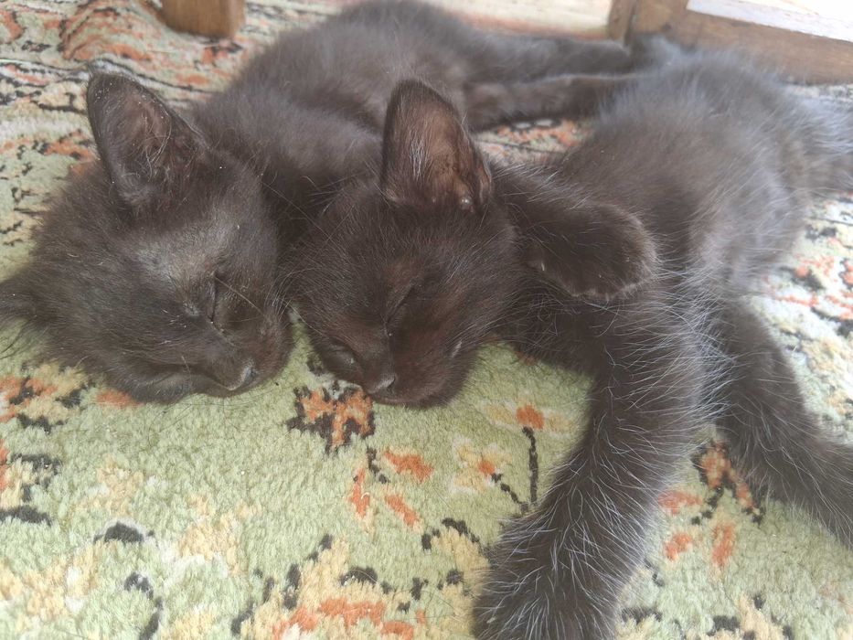 2  gatinhos procuram os donos. Muito meigos ,e super giros!