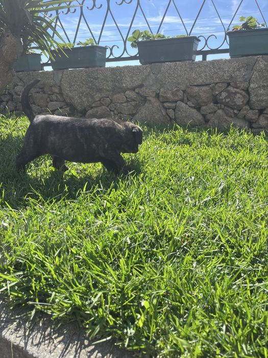Cane corso italiano fêmea