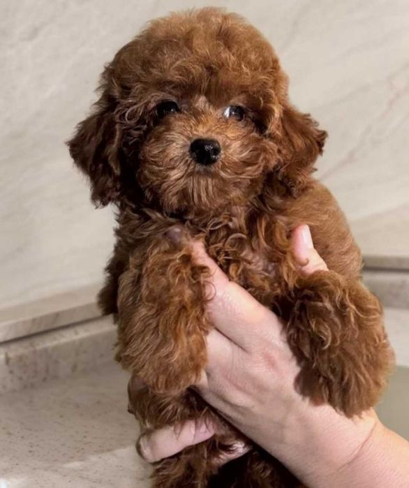 Red brown девочка той пудель.