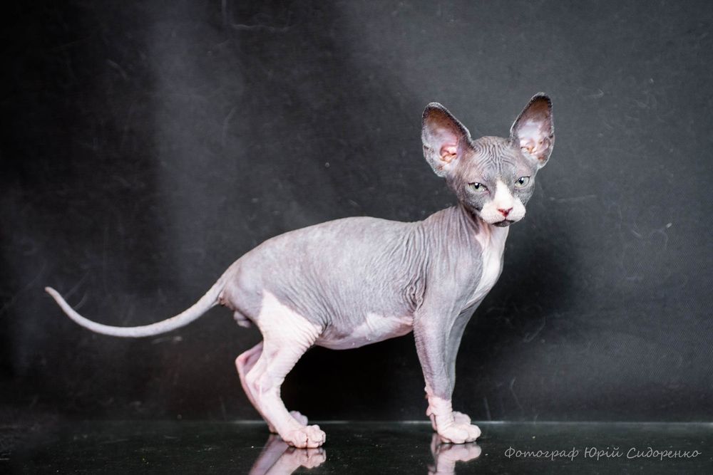 Сфинкс эльф , эльфик , шикарный мальчик, золотой характер,