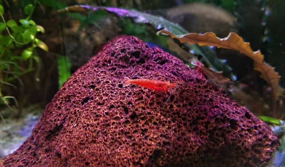 Krewetka Krewetki Red Cherry czyści glony w akwarium Czerwona Krewetka