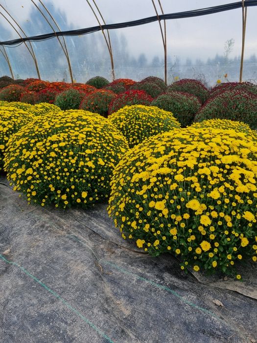 Chryzantema doniczkowa