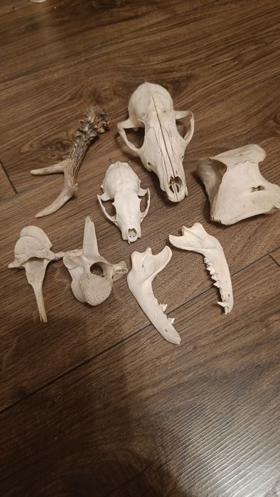 czaszka kuny lisa kręgi jelenia poroże sarny