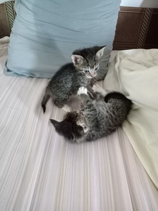 Котики в добрі руки