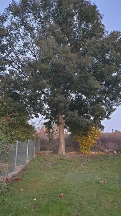 Oddam za wycinkę dwa drzewa:  jesion i orzech