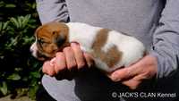 Jack Russell Terrier gładkowłosy ZKwP (FCI)