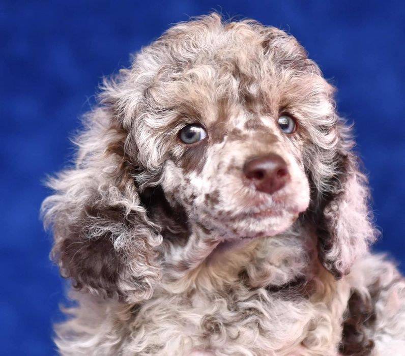 Caniche toy chocomerle