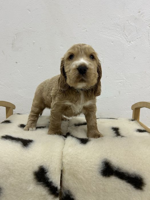 Cocker spaniel angielski