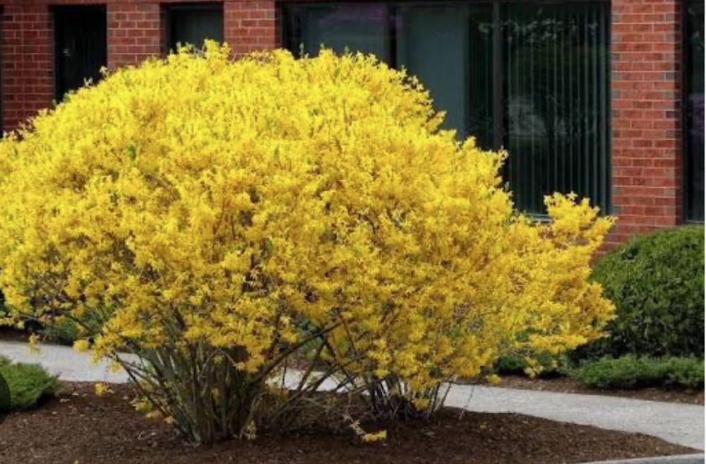 Декоративні саджанці