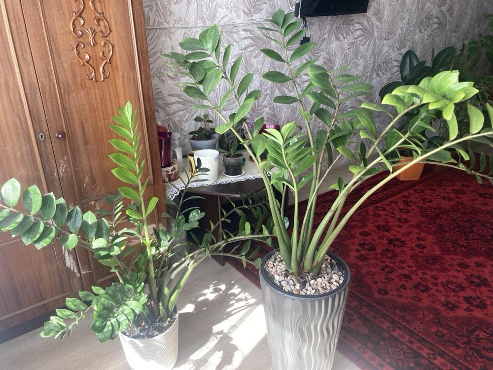 Продам кімнатні квіти/рослини