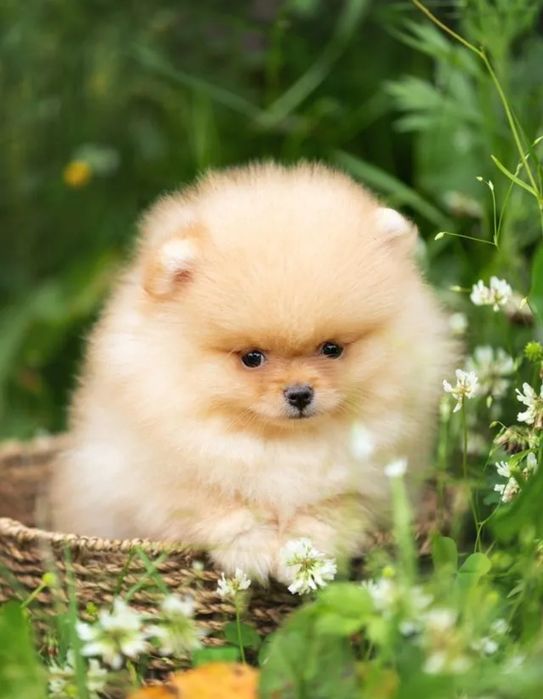 Шикарные мальчики Померанский шпиц