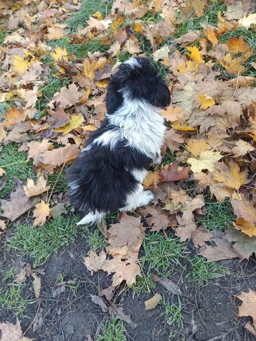 Hawańczyk szuka nowego domu