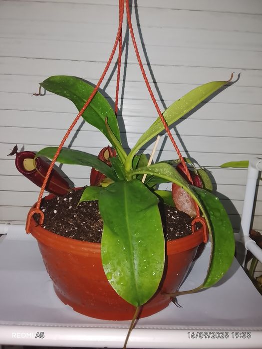 Planta Carnívora (N. Bolod marry))
