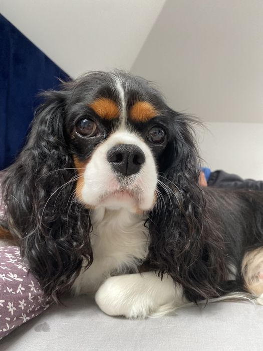 Cavalier King spaniel piesek gotowe do odbioru