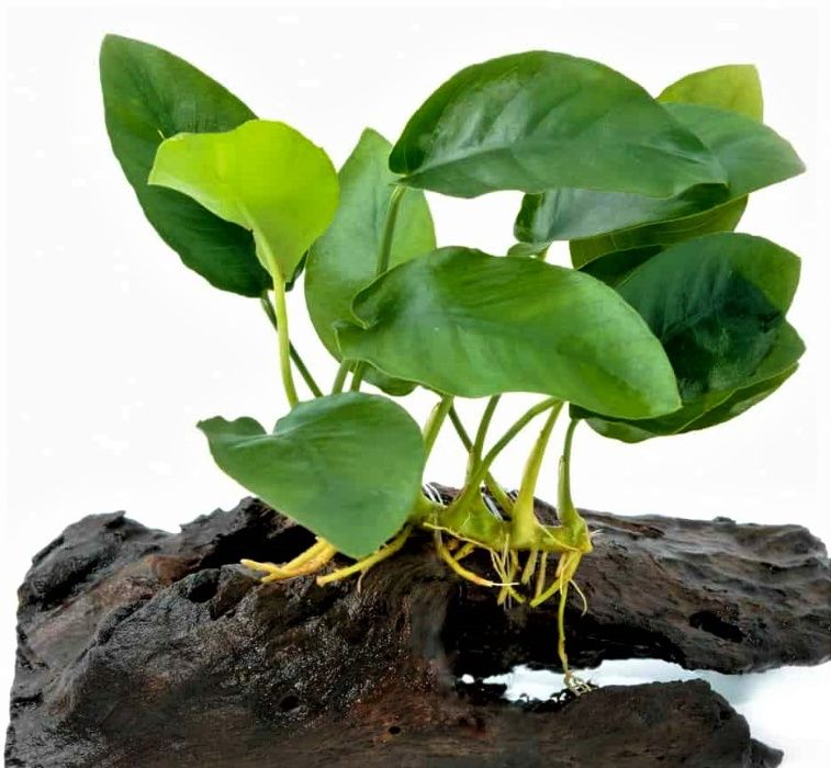 Anubias nana petite rośliny akwariowe