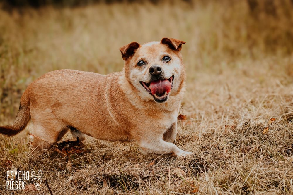 Wesoły, kochany Pakerek prosi o kochający domek