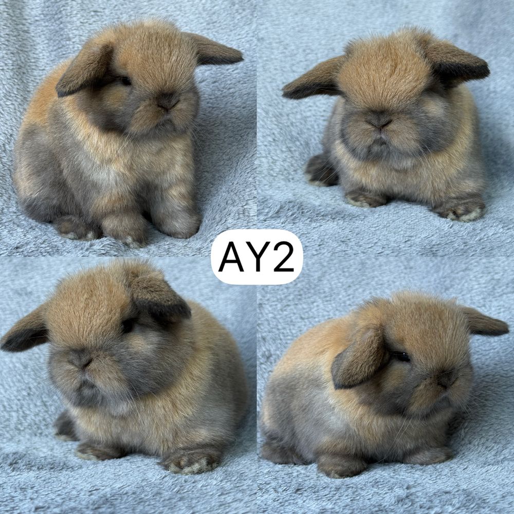 Królik Baranek Miniaturka MINI LOP