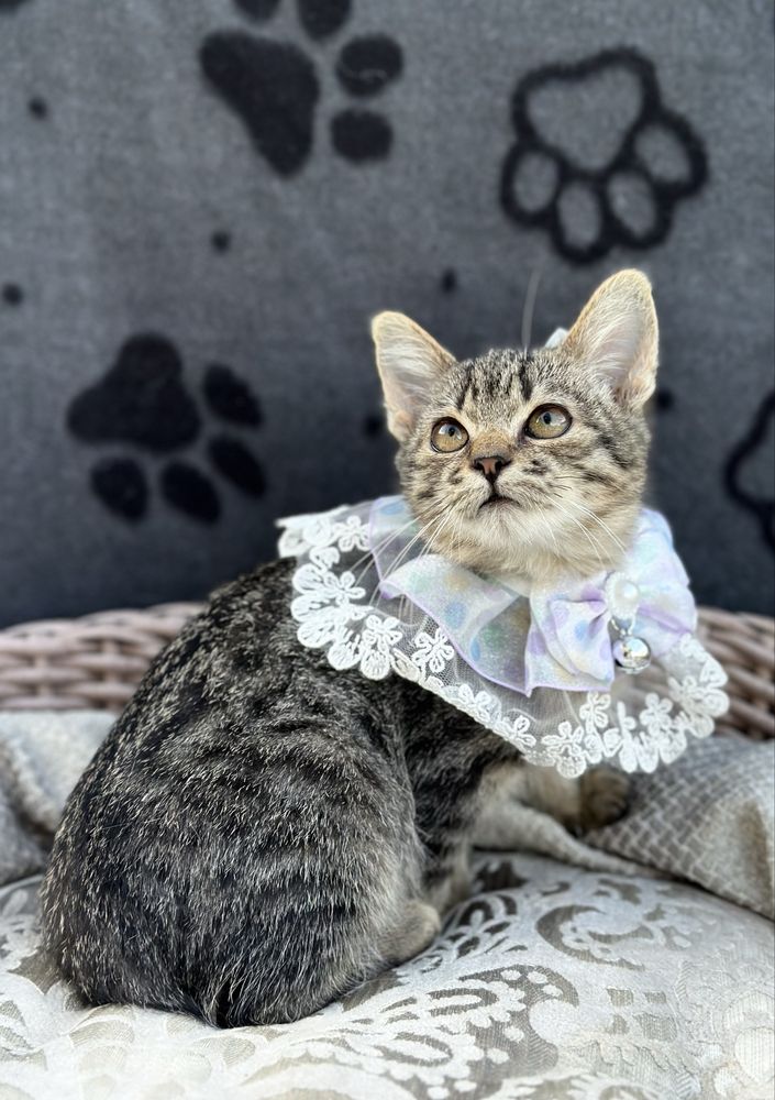 Кошеня в добрі ручки хлопчик