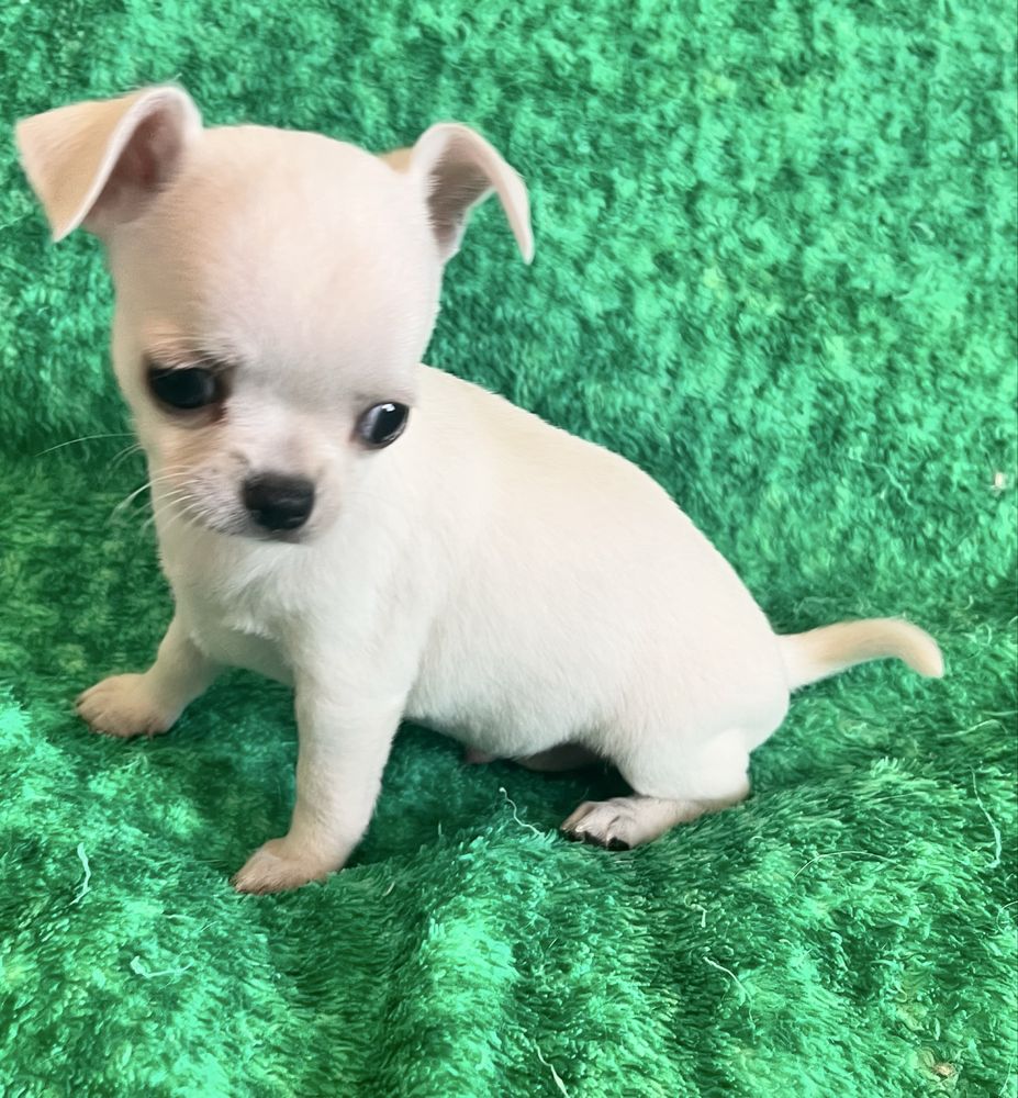 Chihuahua Macho  Pelo Curto