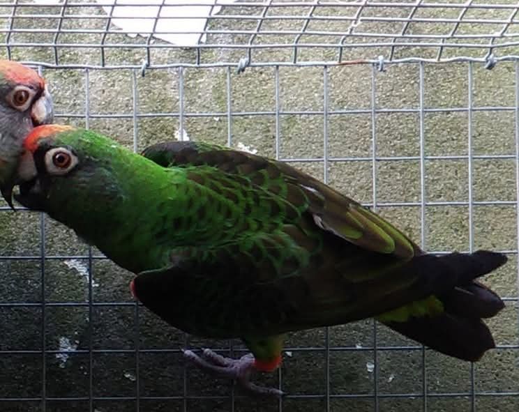 Poicephalus guliellmi