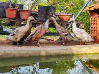 Patos Corredores da Índia
