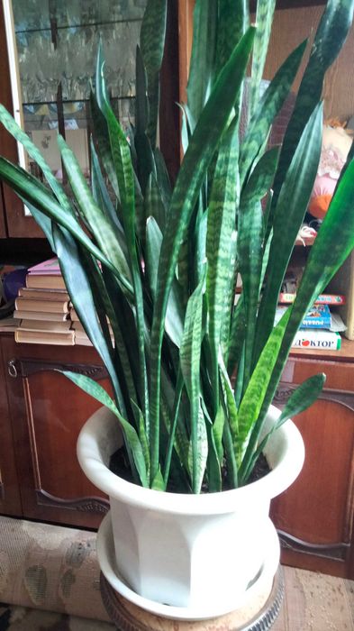 Кімнатні рослини - Sansewieria