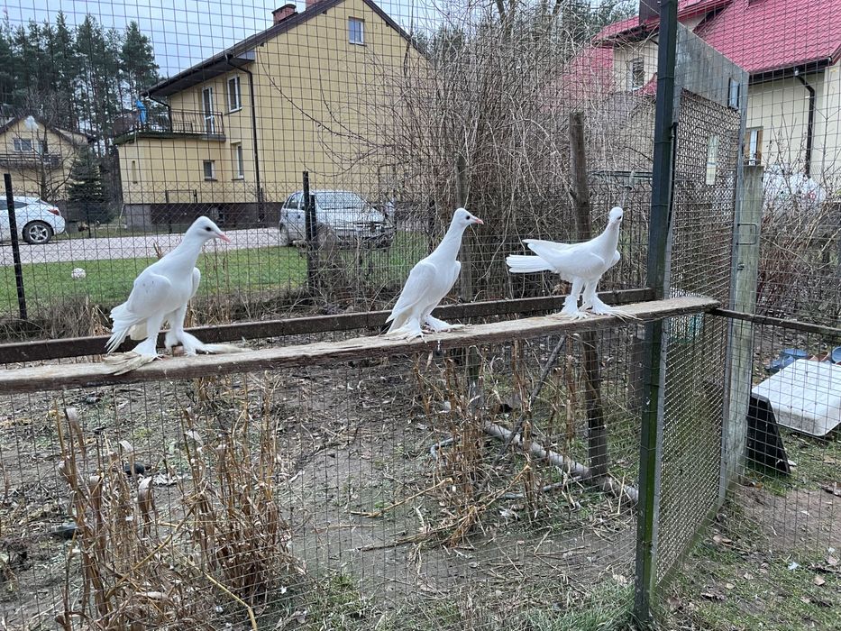 Sprzedam gołębie bociany