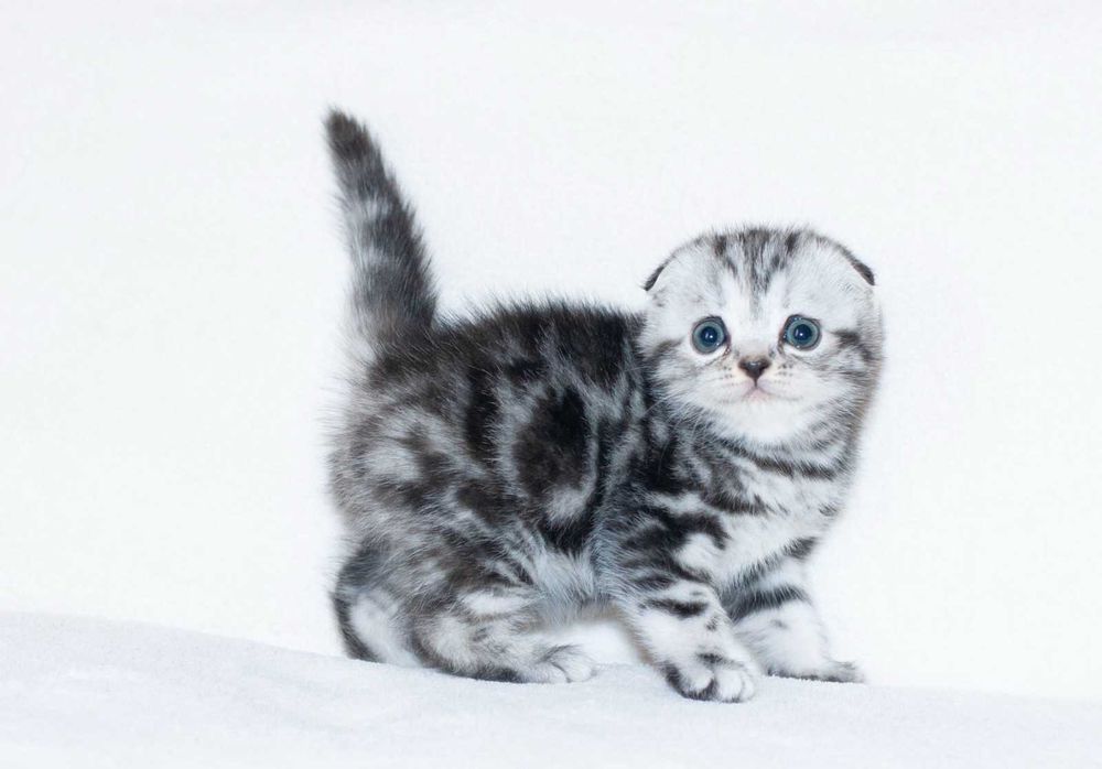 Шотландська висловуха мармурова дівчинка Аманда