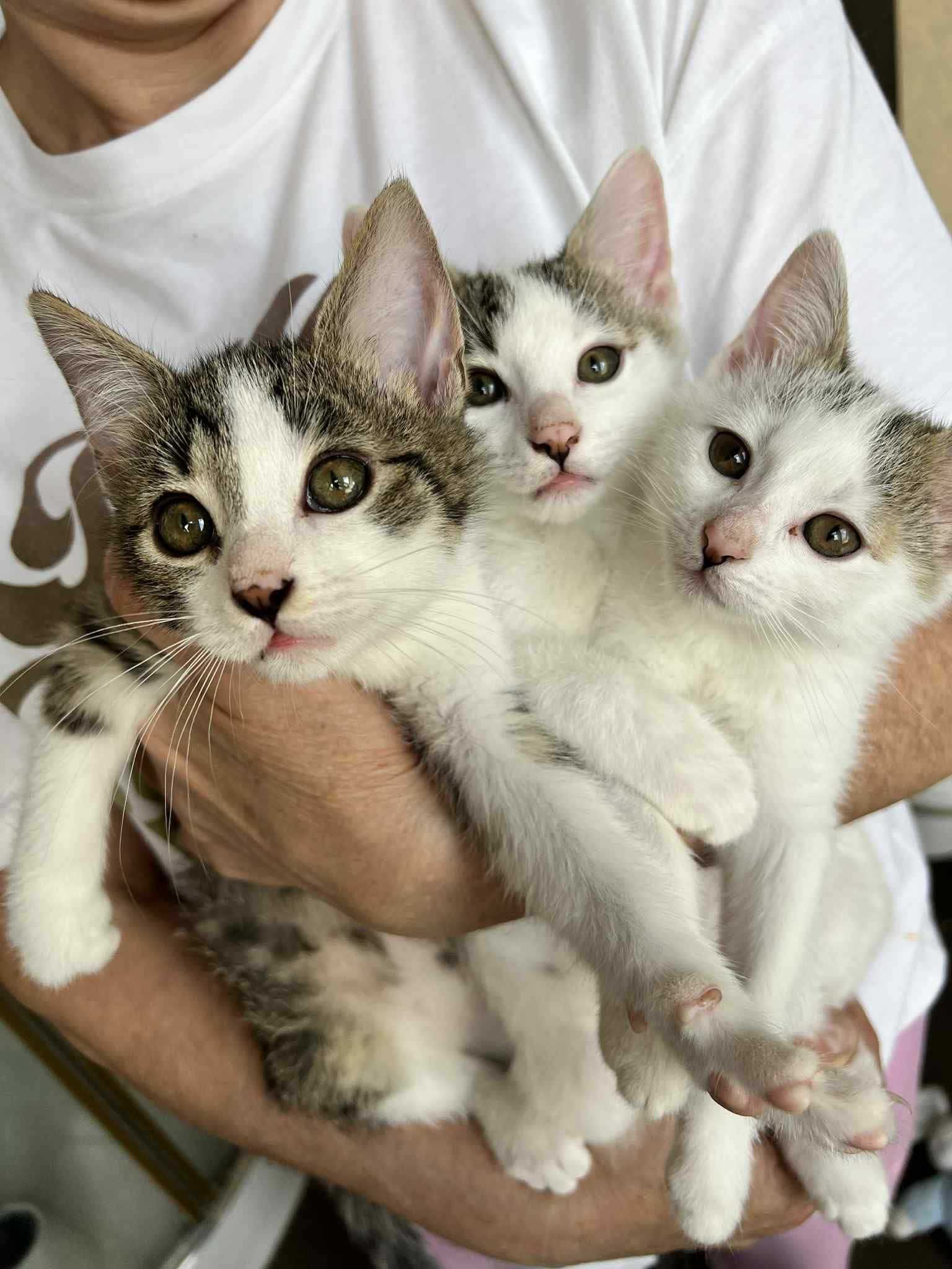3 kociaki do adopcji