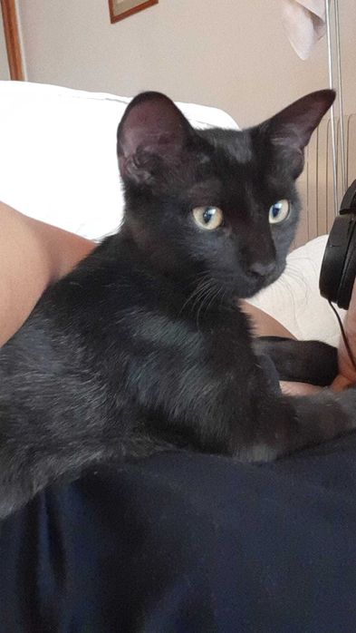 Gato jovem para adoção consciente