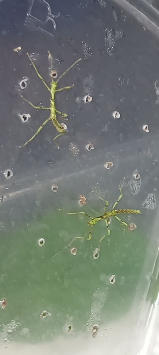 Taraxippus samarae młode i jajka