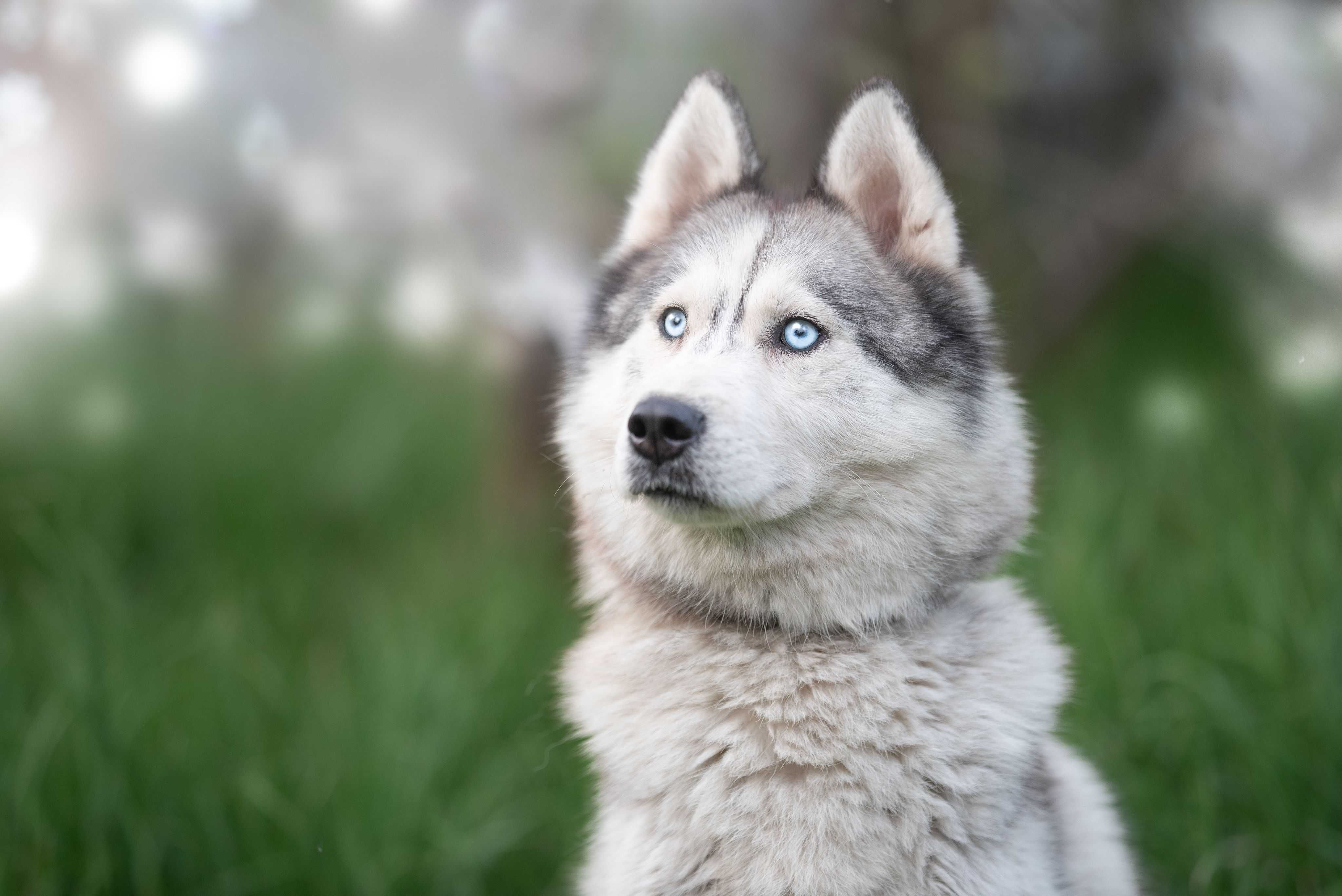 Psy i suczki husky malamute - młodsze i starsze szukają domów