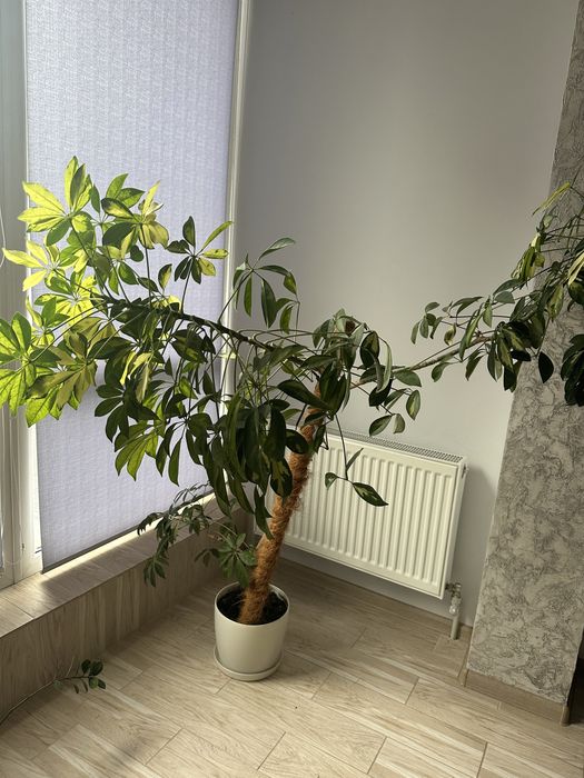 Вазон шефлера 150см