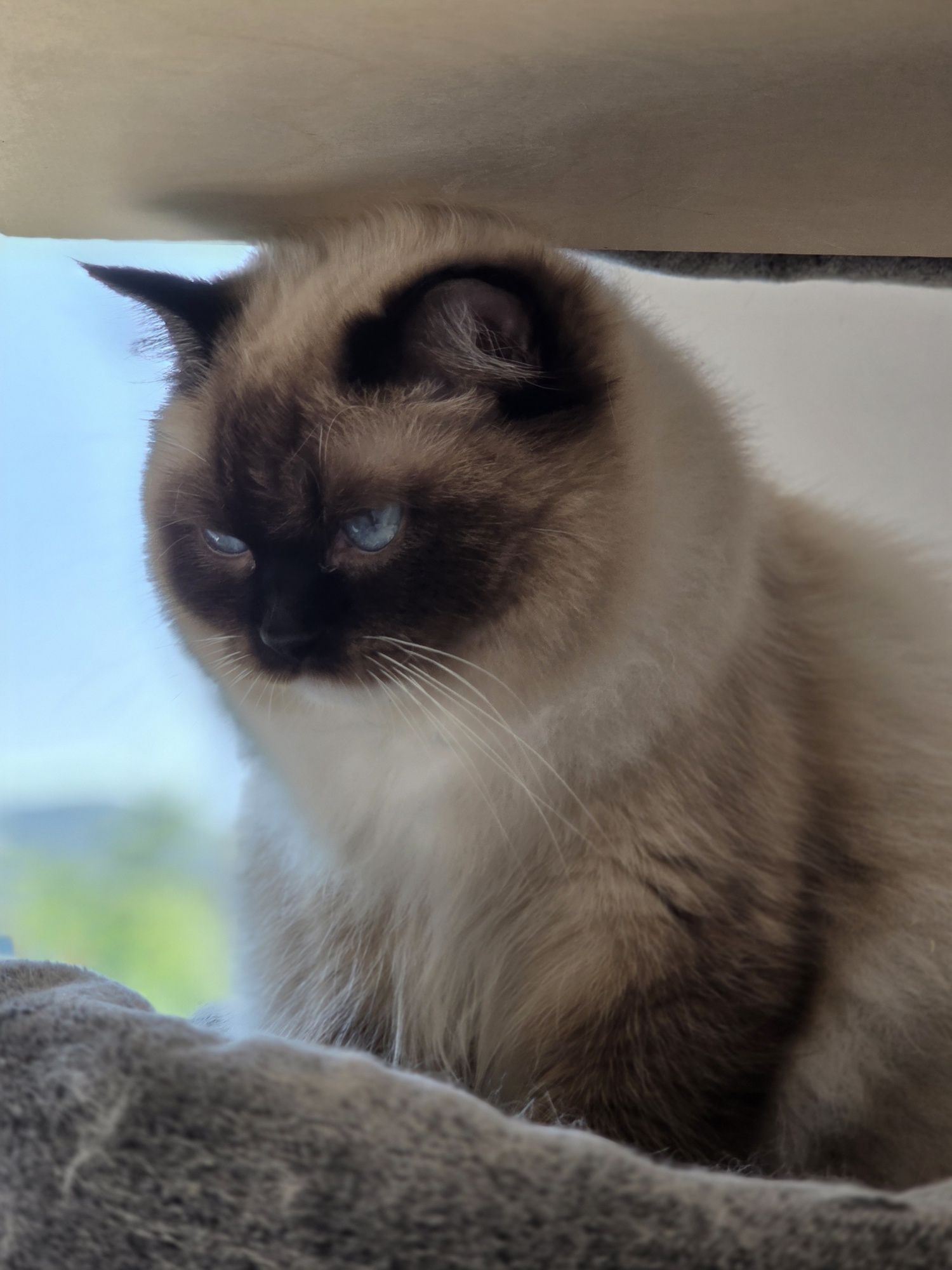 Kot  kotka Ragdoll z rodowodem FPL Fife piękni rodzice.!