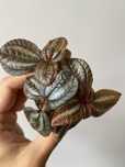 Pilea spruceana Norfolk do terrarium