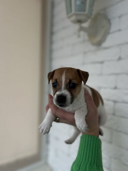 Красуня дівчинка . Джек рассел терьер