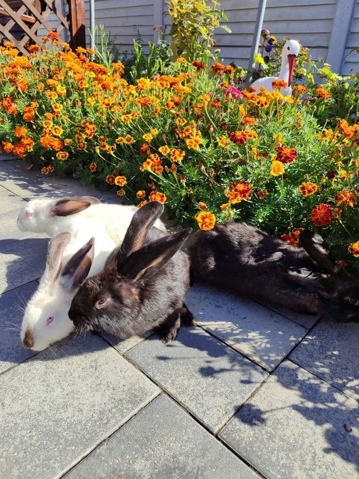 Продам кролики .