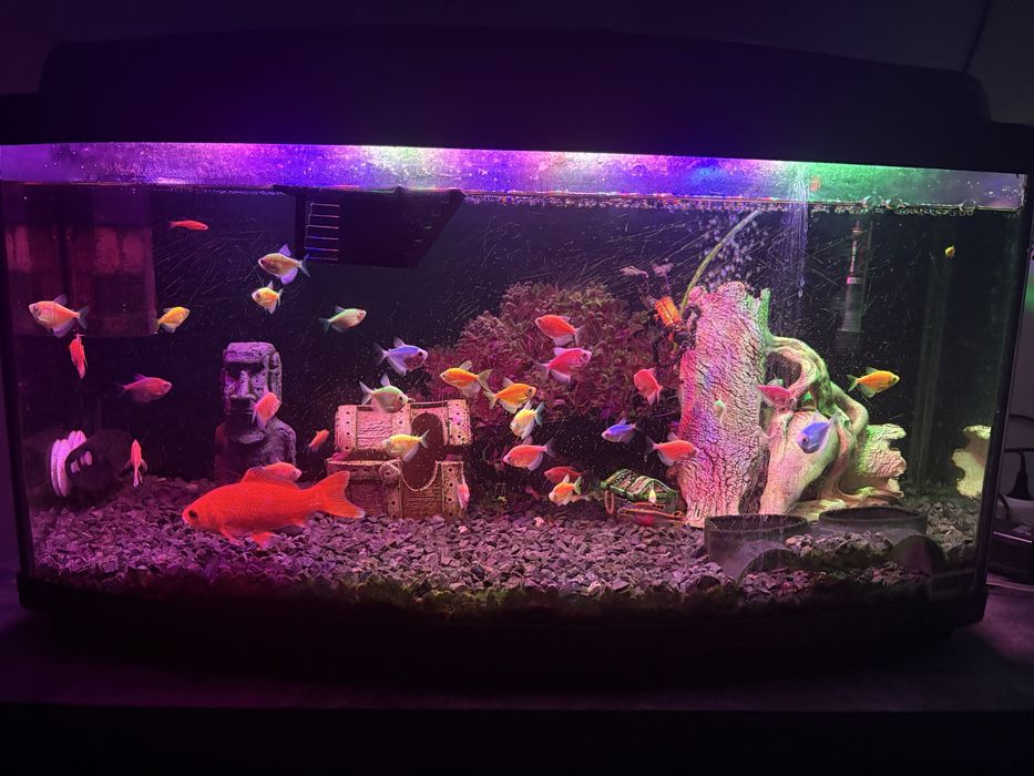 Акваріум 100 літрів