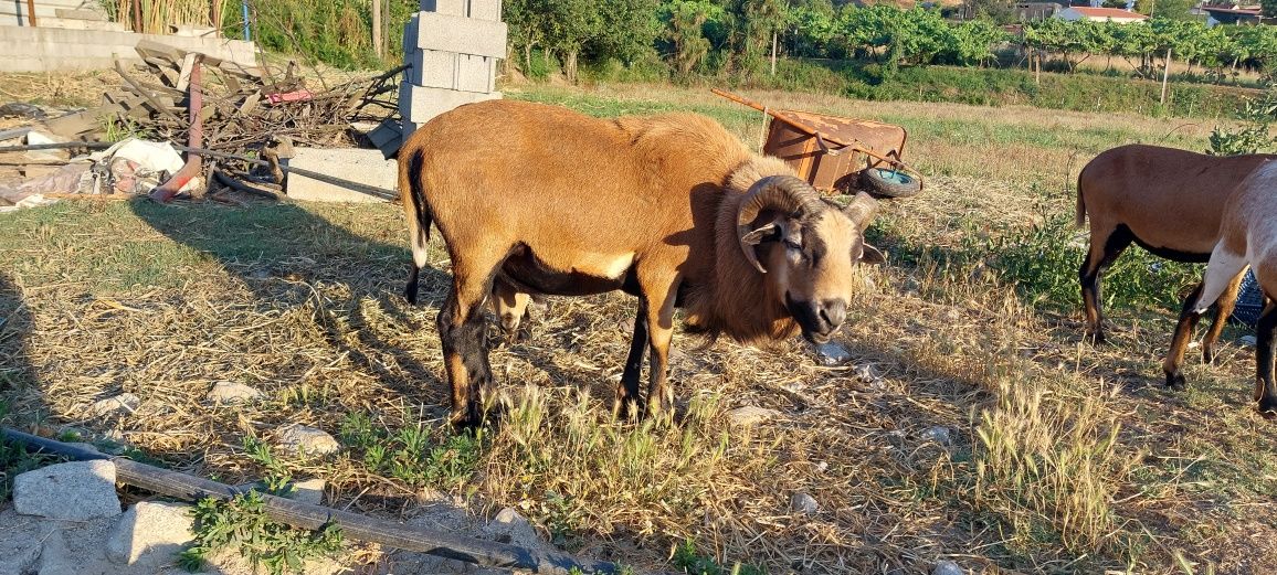 Ovelha dos Camarões