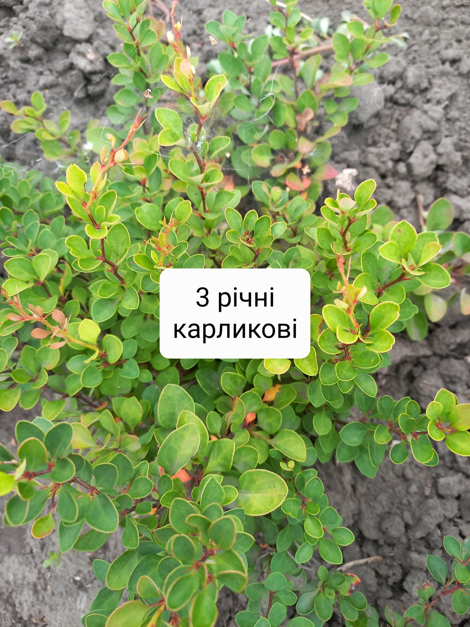 Різнокольорові саджанці барбарисів тунберга.
