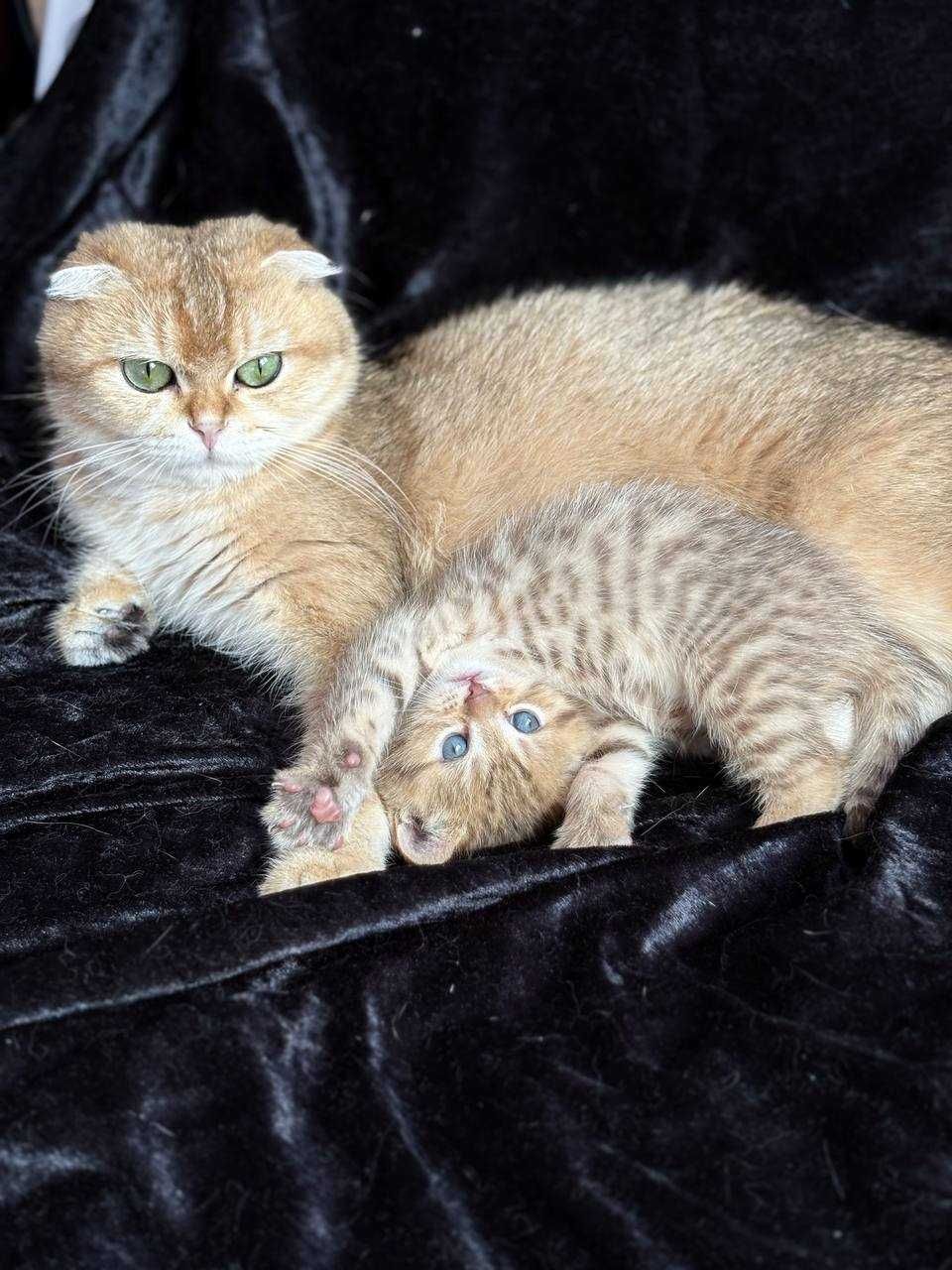 Kocięta szkocki (scottish fold, scottish straight)